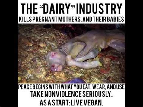 Dairy Industry Slaughter Of Pregnant Cows Youtube