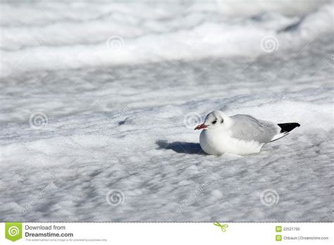 Bleack Headed Gull Sitting In The Snow Stock Photo Image Of Shore