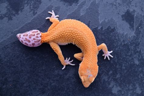 Pet Only Leopard Geckos