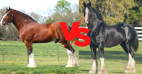 Shire Vs Clydesdale Find Out Which Breed Is More Popular 2022
