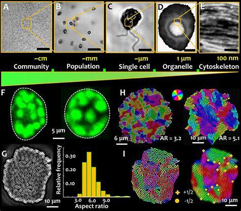 Frontiers Microbial Active Matter A Topological Framework