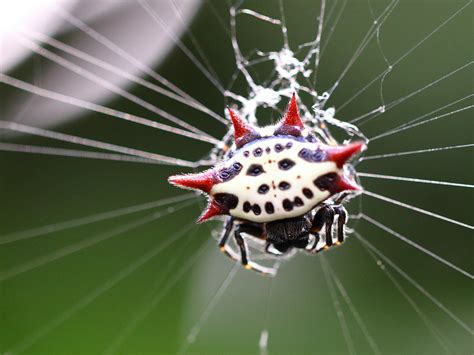 Crab Like Spiny Orb Weaver Gasteracantha Cancriformis Or Flickr