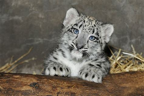 White Wolf Baby Snow Leopard Makes Its Debut At Chicago