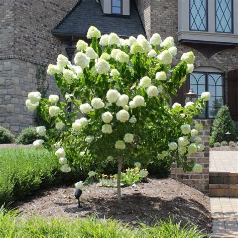 Limelight Hydrangea Trees For Sale