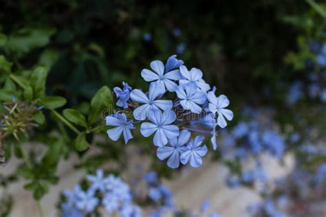 Little Blue Flower Closeup Stock Photo Image Of Beauty 120591160