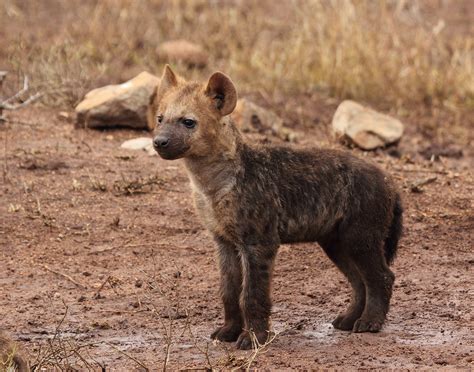 Baby Hyena Cub Full HD Wallpaper and Background Image | 1954x1536 | ID