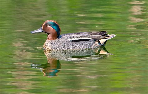 Common Teal Male Common Teal Anas Crecca Is One Of The S Flickr