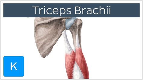 Triceps Brachii Muscle Origin Insertion And Innervation Human
