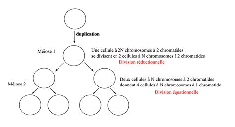 A Quoi Sert La Meiose Communauté MCMS