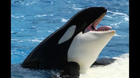 Seaworld Publishes Decades Of Orca Data To Help Wild Whales