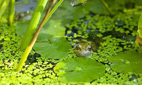The natural environment in which a species or group of species lives. Amphibians - Characteristic Features - Natural History on ...