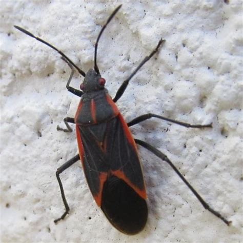Black With Red Markings Beetle Boisea Trivittata Bugguidenet