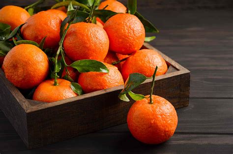 16 Common Citrus Fruit Trees