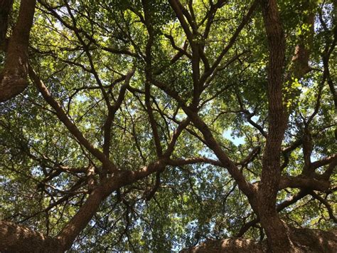 The Best Fast Growing Shade Trees For Your Yard