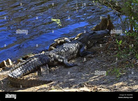 Okefenokee Swamp Alligator Hi Res Stock Photography And Images Alamy
