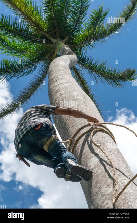 Adult Male Climbs Tall Coconut Tree With Rope To Get Coco Nuts