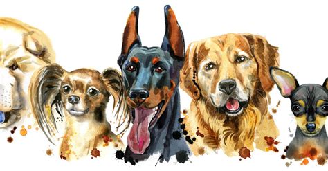 Hero Dogs The Most Popular Hero Dog Breeds Answers Canine Club Corner