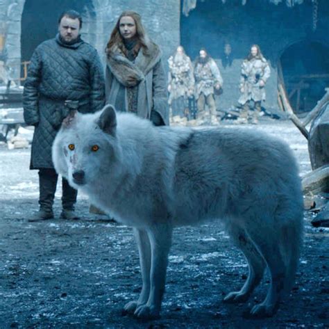 Why ‘game Of Thrones Had To Lose The Direwolves