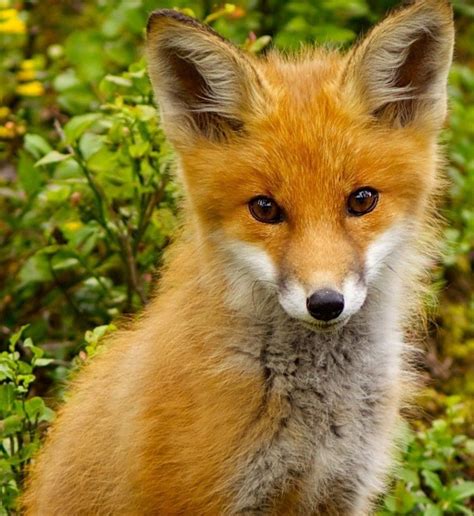 The Red Fox Is The Largest Of The True Foxes And The Most Abundant Wild