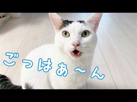 お昼のおやつも全力でアピールするお喋り猫 Live2newsまとめ（β3）