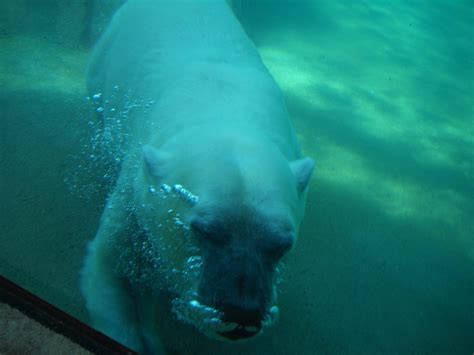 Polar Bear Under Water Free Stock Photo Public Domain Pictures