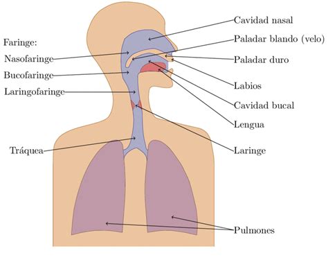 Esquema Del Aparato Fonador ¡fotos And Guía 2021