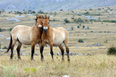 Meet The Endangered Przewalskis Horse The Only Truly Wild Horse Breed