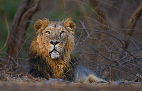 The Guide Gir National Park Roundglass Sustain