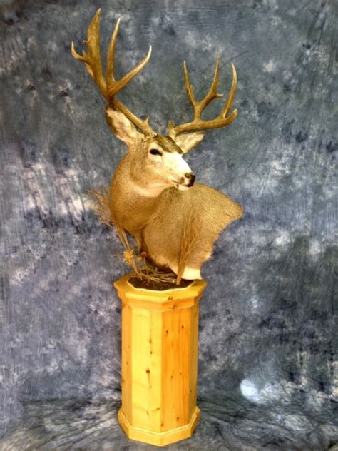 Showpiece Taxidermy South Dakota Deer Mount Taxidermist