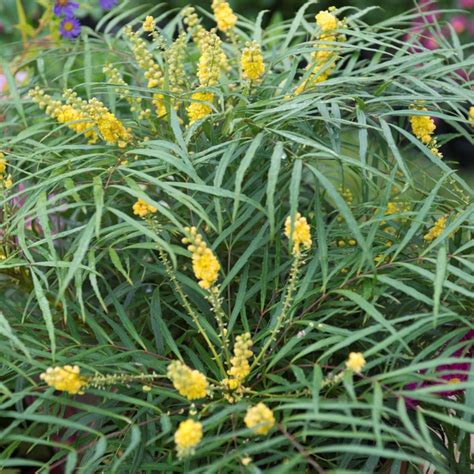 Soft caress is a great evergreen shade shrub that gets yellow flowers in the late fall and winter. Mahonia eurybracteata Soft Caress ®, Bräkenmahonia, 25-30 C1,5
