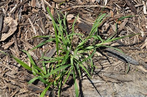 How To Get Rid Of Crabgrass Tips For Every Type Of Lawn