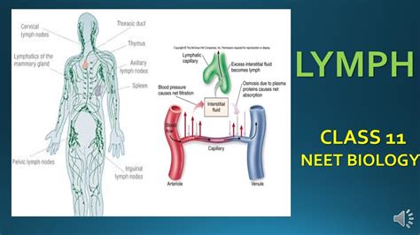 Lymphfluid Connective Tissueclass11neet Biology Youtube