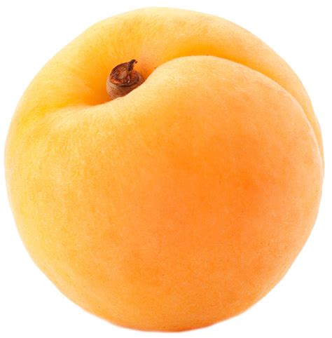 Free Apricots Cliparts Download Free Apricots Cliparts Png Images