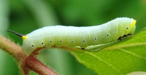 Snowberry Clearwing Caterpillar Hemaris Diffinis Bugguidenet