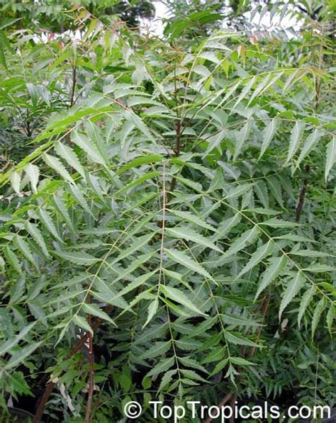 Toptropicals Com Neem The Free Tree Of India Medicinal Plants Neem Plants