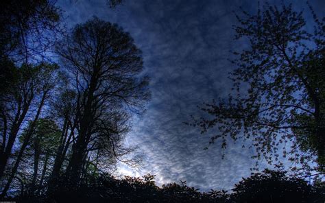 Sky Is Getting Dark And Full Of Clouds Tall Trees Are Brave Enough