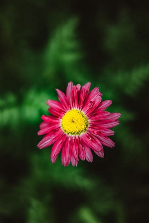 Shallow Focus Photo Of Blooming Marguerite Daisy · Free Stock Photo