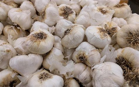 Growing Garlic In Southern California Greg Alders Yard Posts