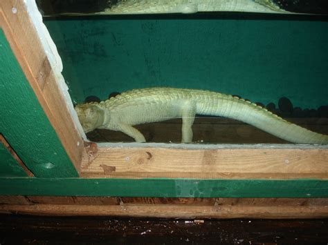 White Alligator Zoochat