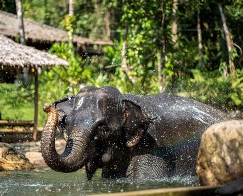 About Us Phang Nga Elephant Park
