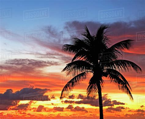 Palm Tree In Sunrisesunset Stock Photo Dissolve