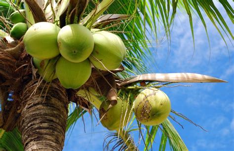 Young Coconuts Thirst Quenching Thai Coconut Water Localise Asia