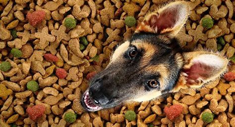 As each food and dog is different, it's best to consult the recommended feeding schedule and amount on the bag or. Pin on Best Canned Dog Foods