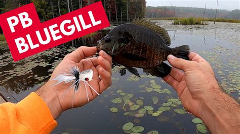 Fly Fishing Huge Bluegill With Poppers New Pb Youtube
