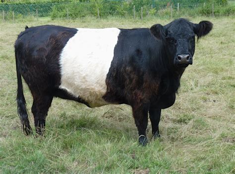 Filebelted Galloway Cow J1 Wikimedia Commons