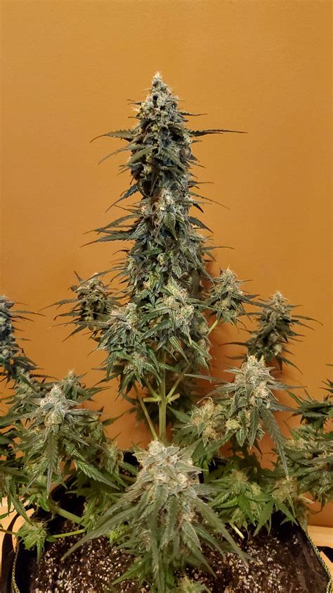 The popular triple aaa insurance road service is available 24/7 and was created to help you when the qualified vehicle you are either driving or traveling in stops working. Lineage Genetics Triple XL Auto grow journal week5 by ...