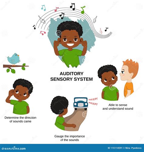 Auditory Sensation Stock Illustrations 44 Auditory Sensation Stock