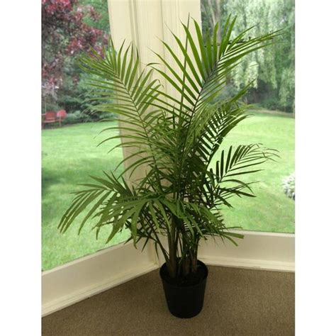 How To Care For A Majesty Palm Indoors Eilene Jefferies
