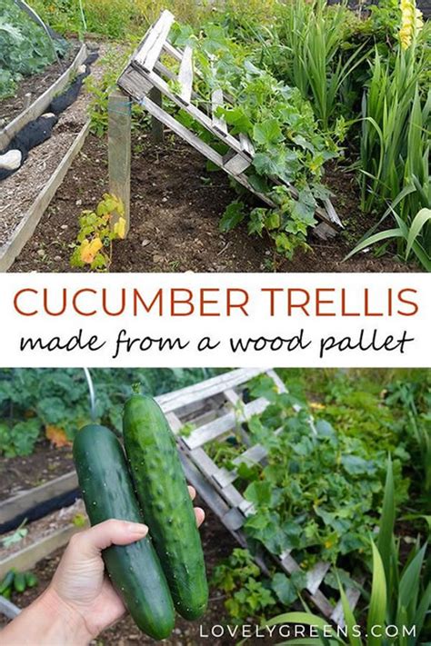 Growing your own cucumbers is one of summer's delights. DIY Wood Pallet Cucumber Trellis