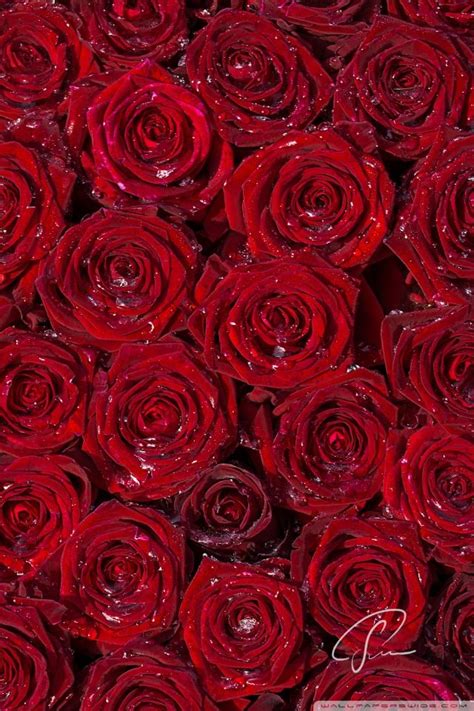 Red Roses Hd Desktop Wallpaper Fullscreen Mobile In 2019